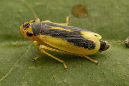 Plancia ëd Evacanthus chlamidatus Hamilton 1983