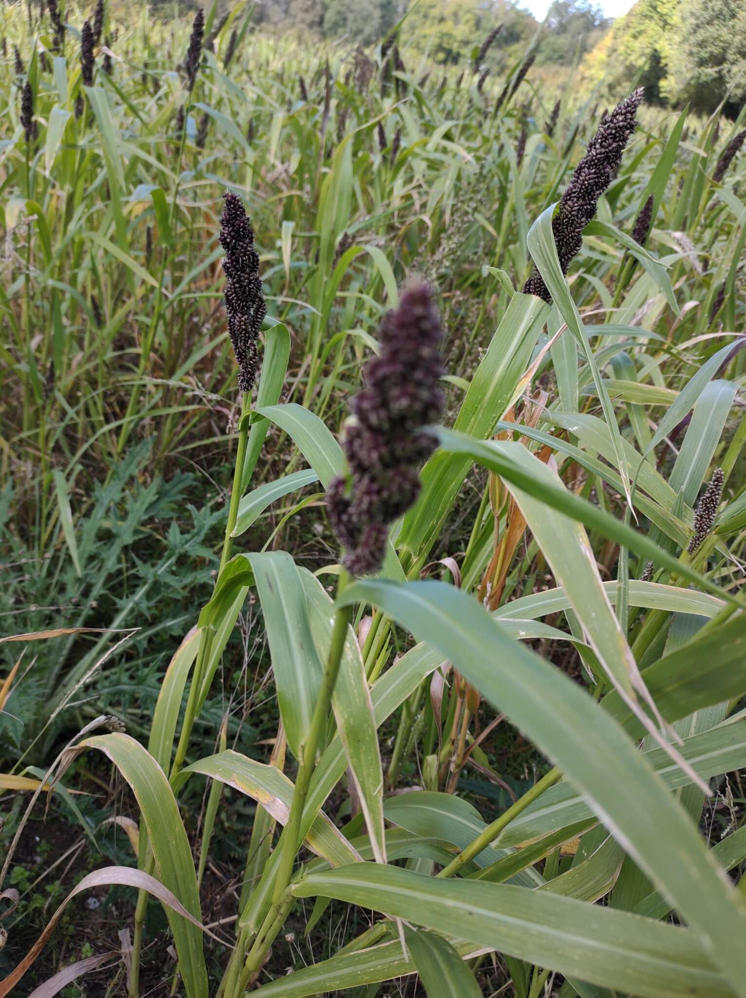 Echinochloa esculenta (A. Braun) H. Scholz resmi