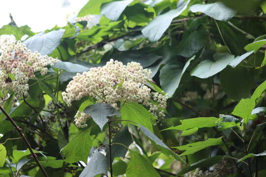 Image of Montanoa tomentosa subsp. xanthiifolia (Sch. Bip.) V. A. Funk