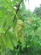 Image de Staphylea holocarpa Hemsl.