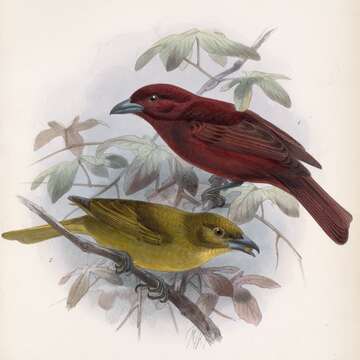 Image of cardinals
