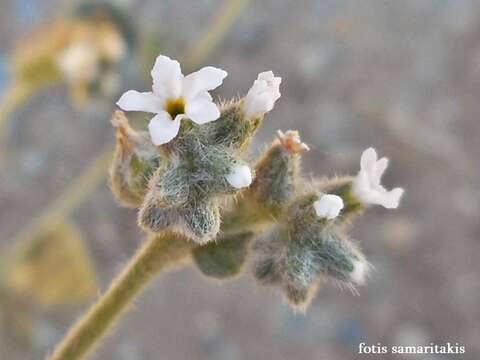 Image de Heliotropium dolosum De Not.