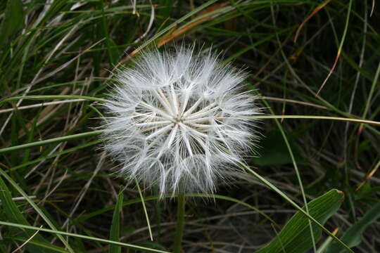 Image of black salsify