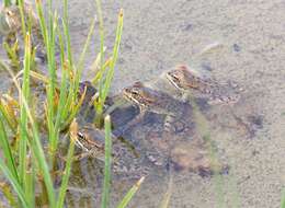 Image of Cretan Frog