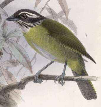 Image of Sooty-capped Bush Tanager