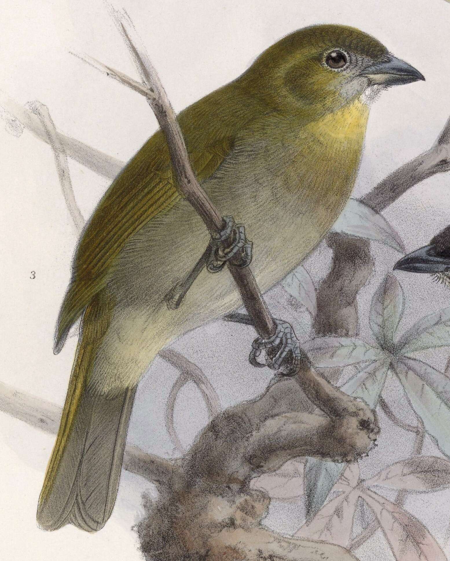 Image of Chlorospingus Cabanis 1851