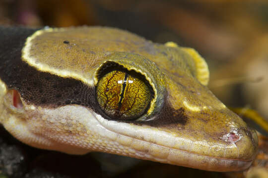 Слика од Cyrtodactylus australotitiwangsaensis Grismer, Wood Jr, Quah, Anuar, Muin, Sumontha, Ahmad, Bauer, Wangkulangkul, Grismer & Pauwels 2012