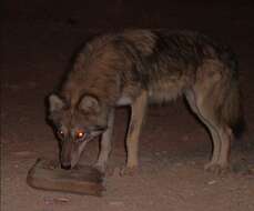 Image of Arabian wolf