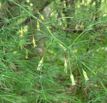 Image of Asparagus tenuifolius Lam.