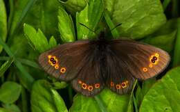 Image of woodland ringlet