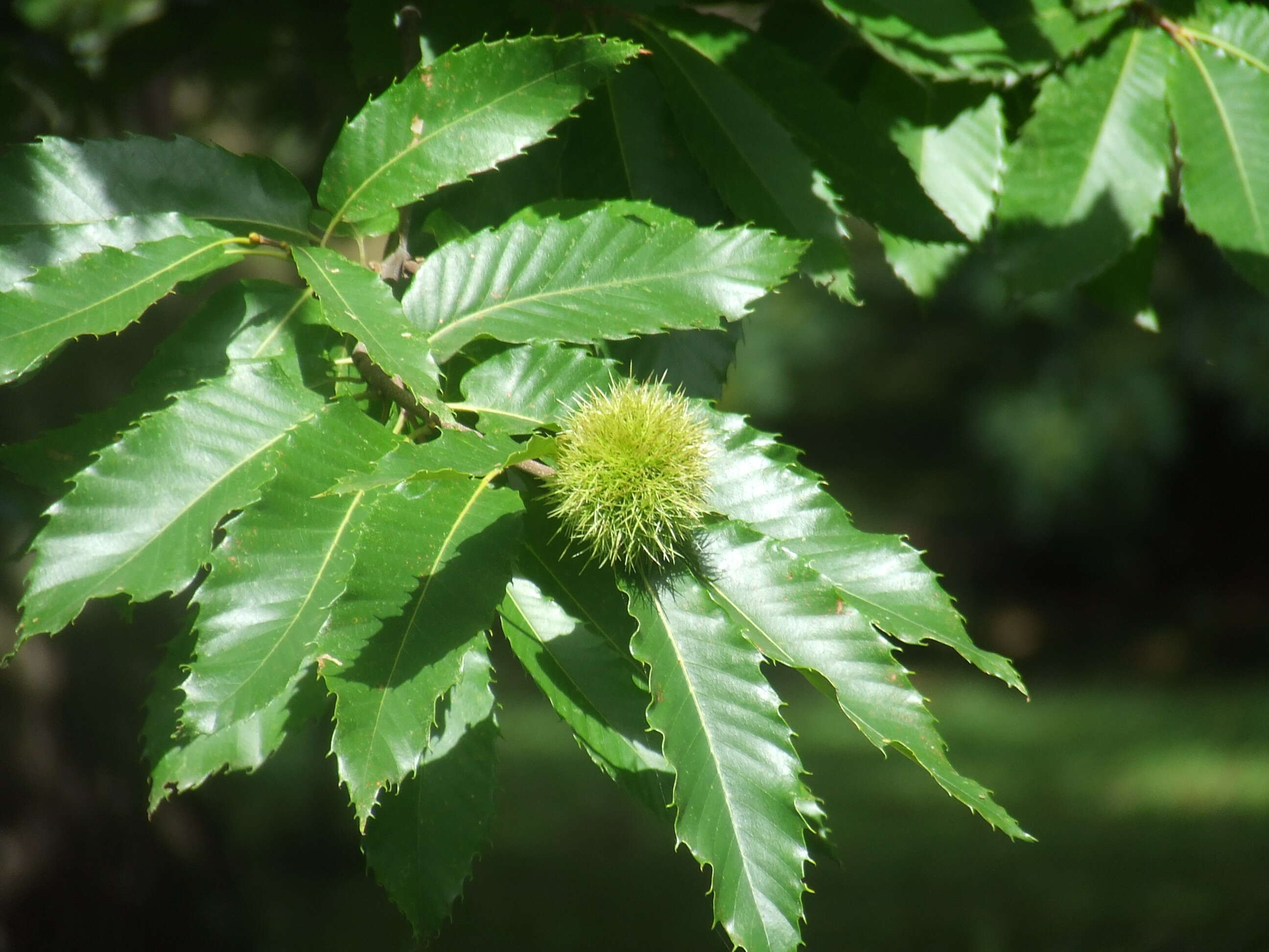 Image of Sweet Chestnut