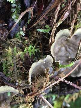 Image of felt lichen