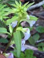 Image of sickletop lousewort