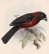 Image of cardinals