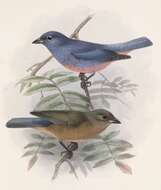 Image of Rose-bellied Bunting