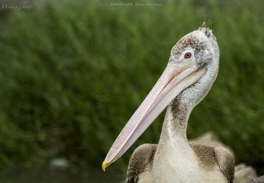 Image of Grey Pelican