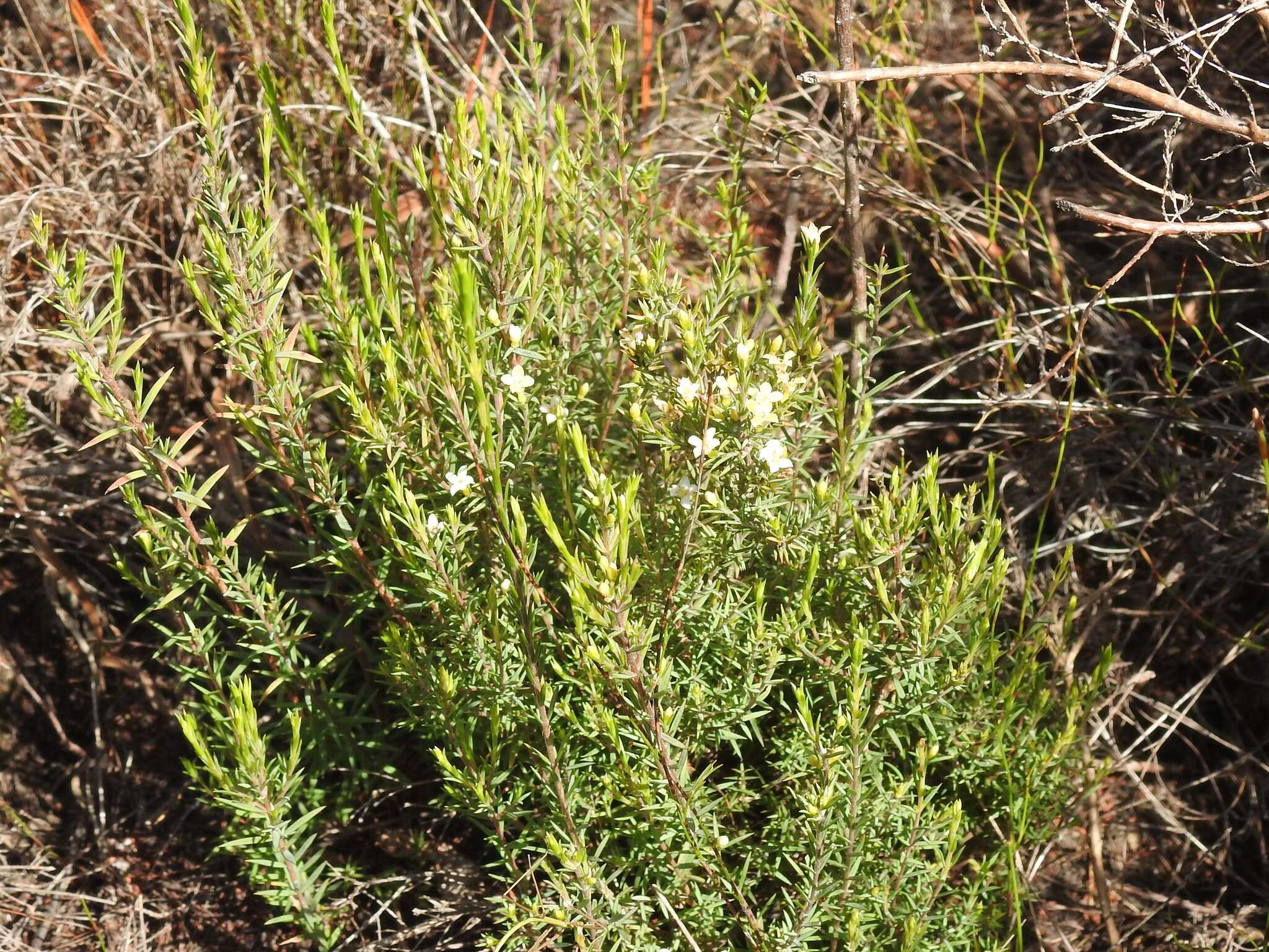 Image of Lachnaea filicaulis (Meissn.) J. B. P Beyers