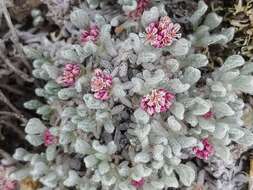 Image of Eriogonum soliceps Reveal & Björk