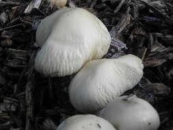 Image of Wrinkled Fieldcap