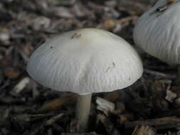 Image of Wrinkled Fieldcap