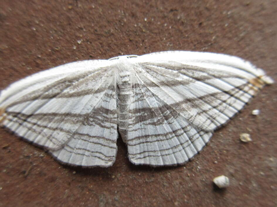 Image of Acropteris iphiata Guenée