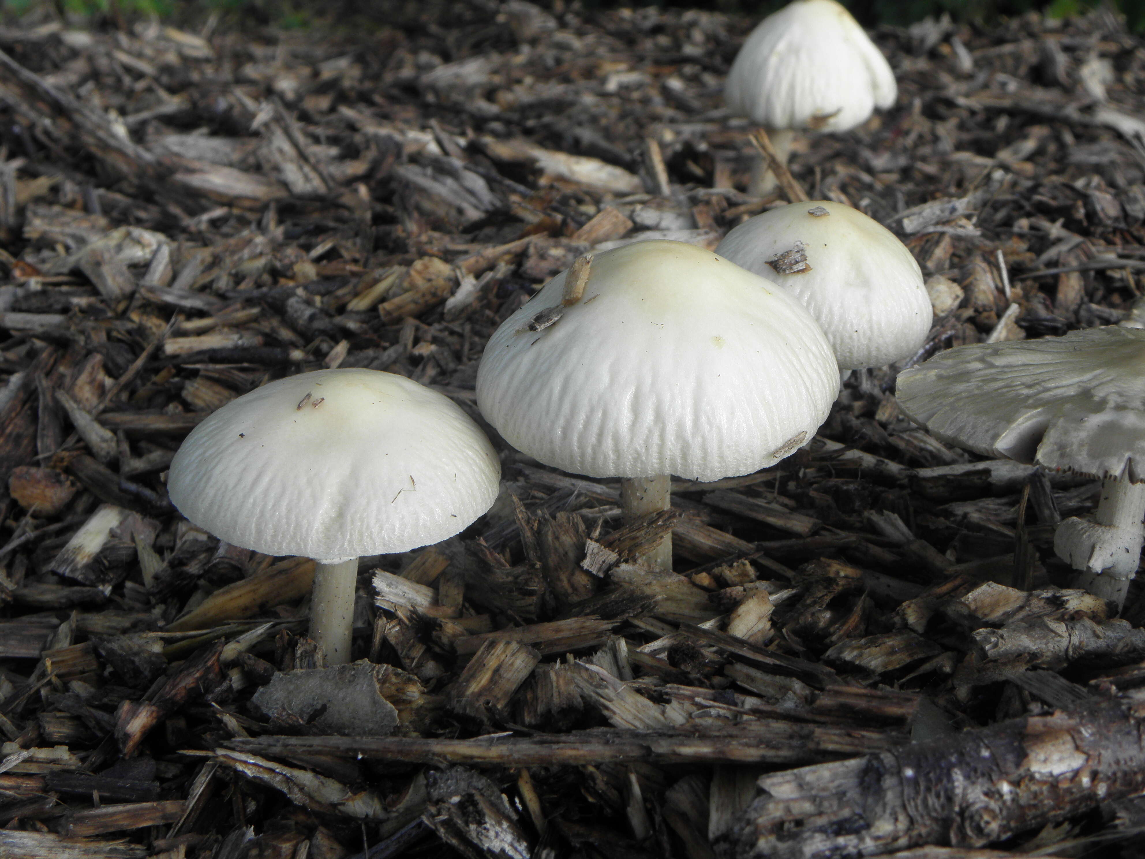 Image of Wrinkled Fieldcap