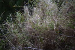 Image of Trisetum virletii E. Fourn.