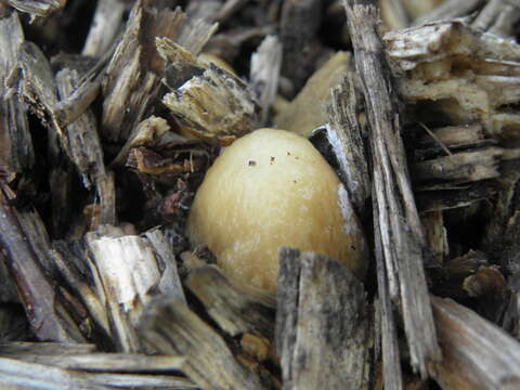 Image of Wrinkled Fieldcap