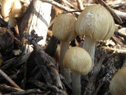 Image of Wrinkled Fieldcap