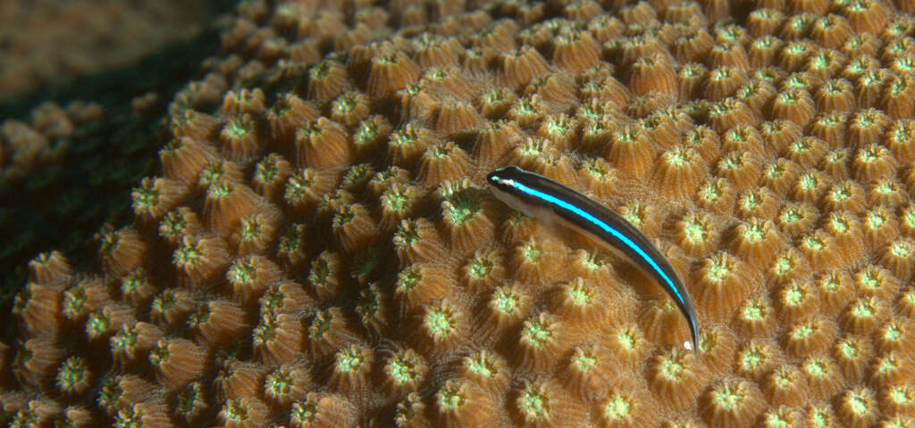 Image of Caribbean neon goby