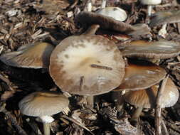 Image of Wrinkled Fieldcap