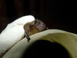 Image of Tiny Pipistrelle