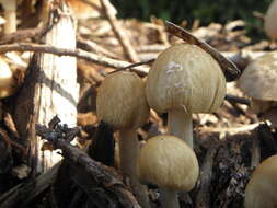 Image of Wrinkled Fieldcap