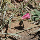 Image of Convolvulus chilensis Pers.