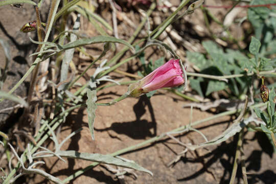 Image of Convolvulus chilensis Pers.