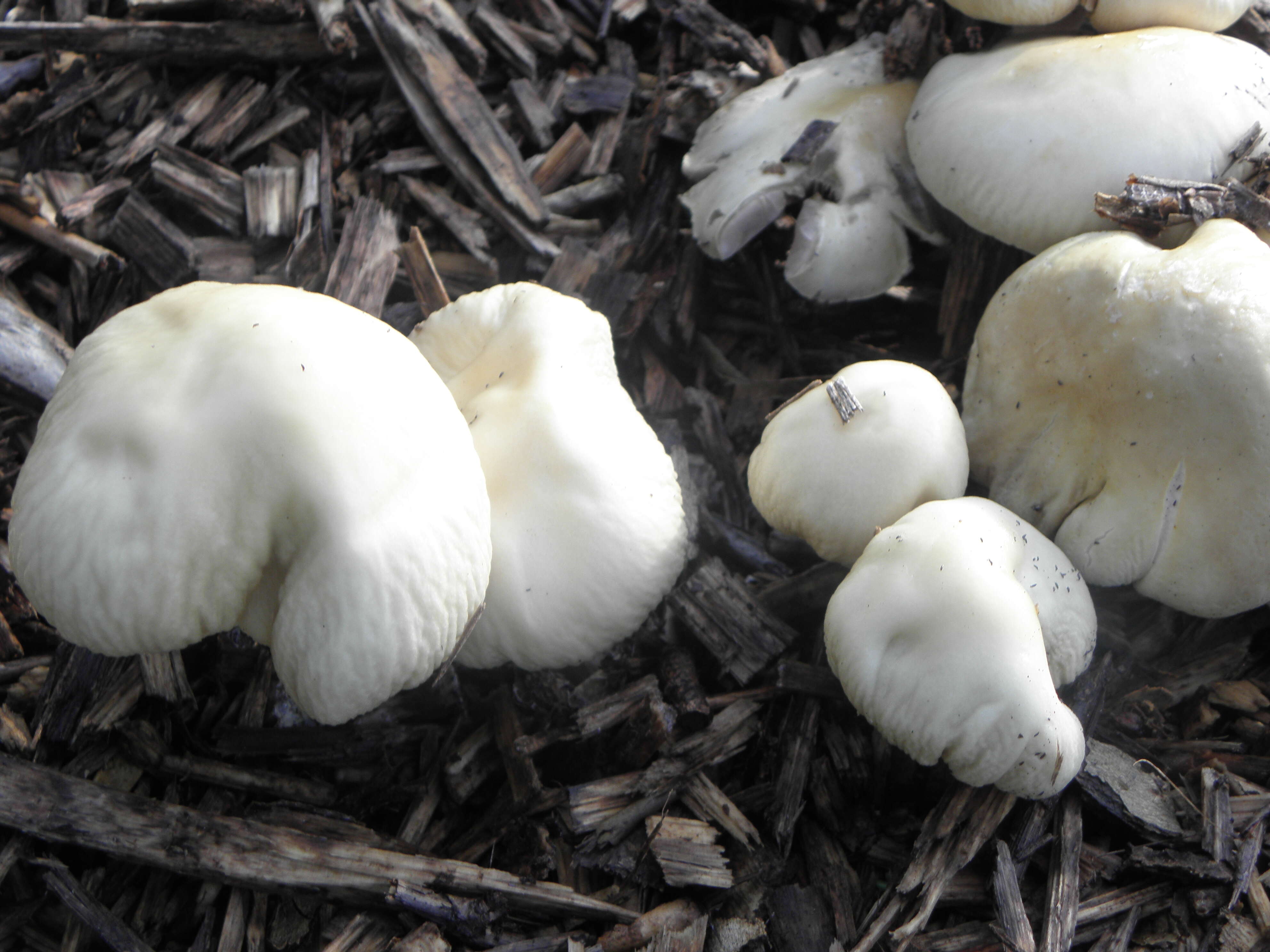 Image of Wrinkled Fieldcap