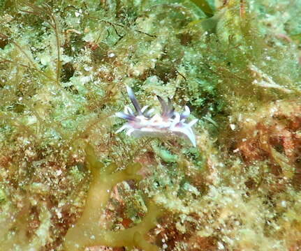 Image of Okenia angelica Gosliner & Bertsch 2004