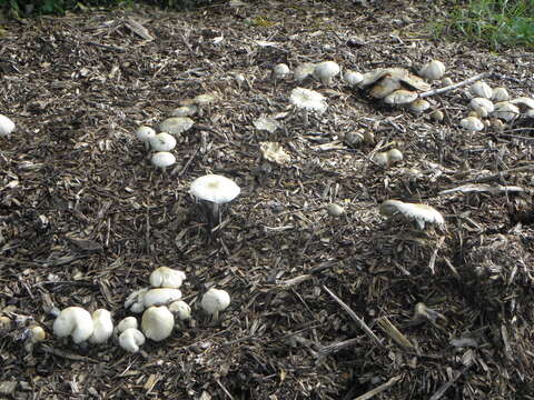 Image of Wrinkled Fieldcap