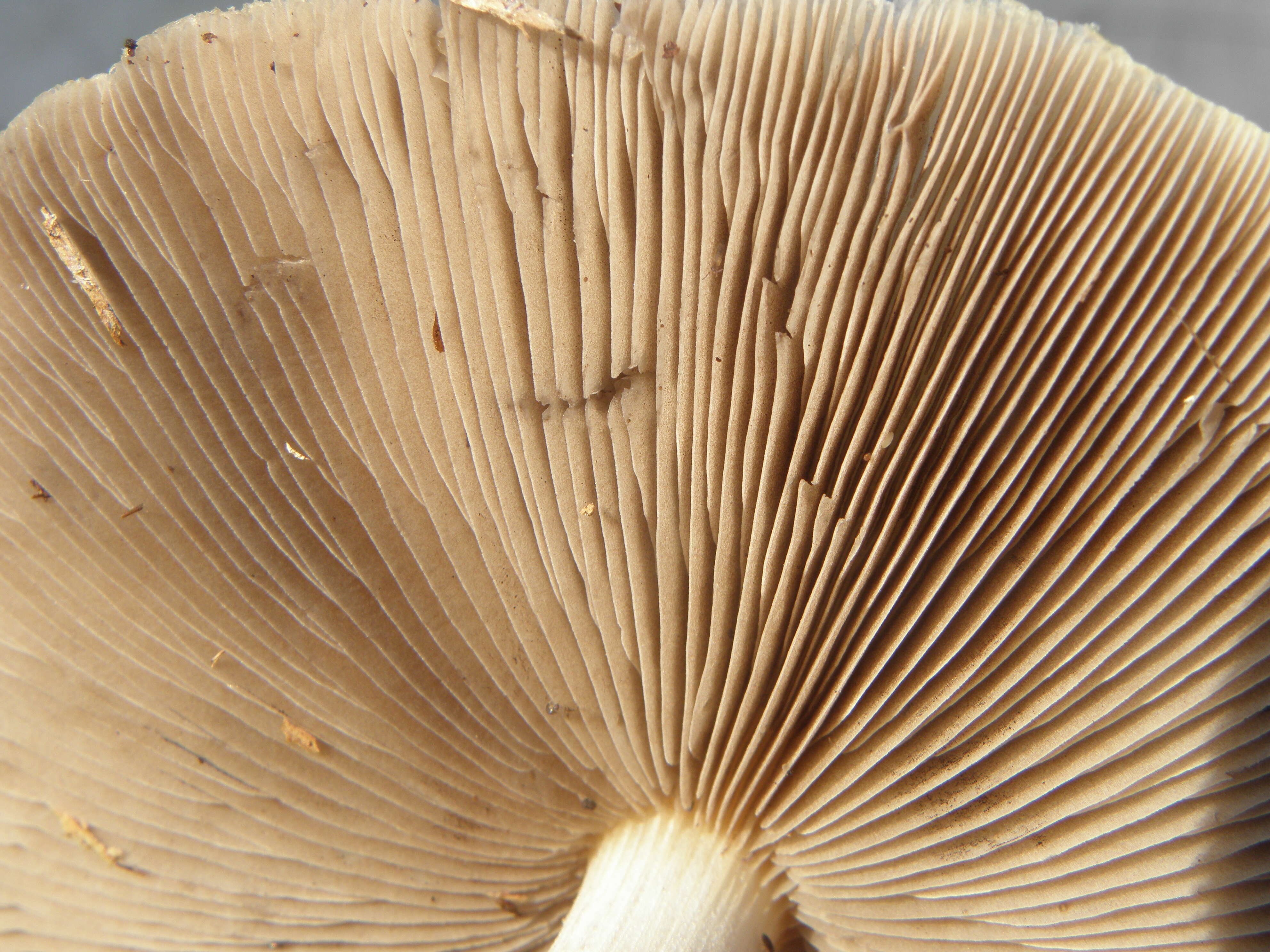 Image of Wrinkled Fieldcap