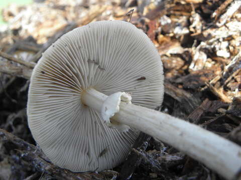 Image of Wrinkled Fieldcap