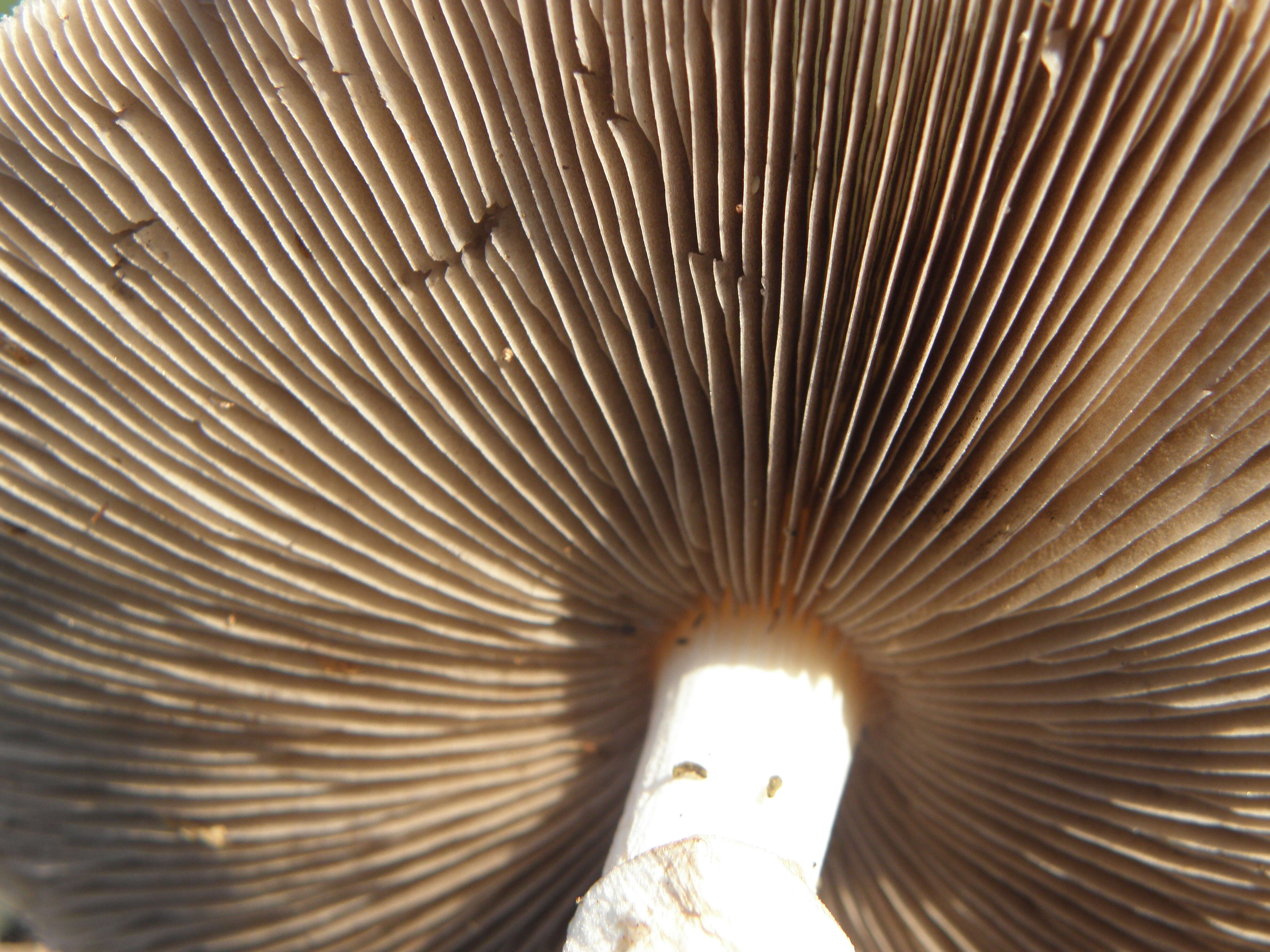 Image of Wrinkled Fieldcap