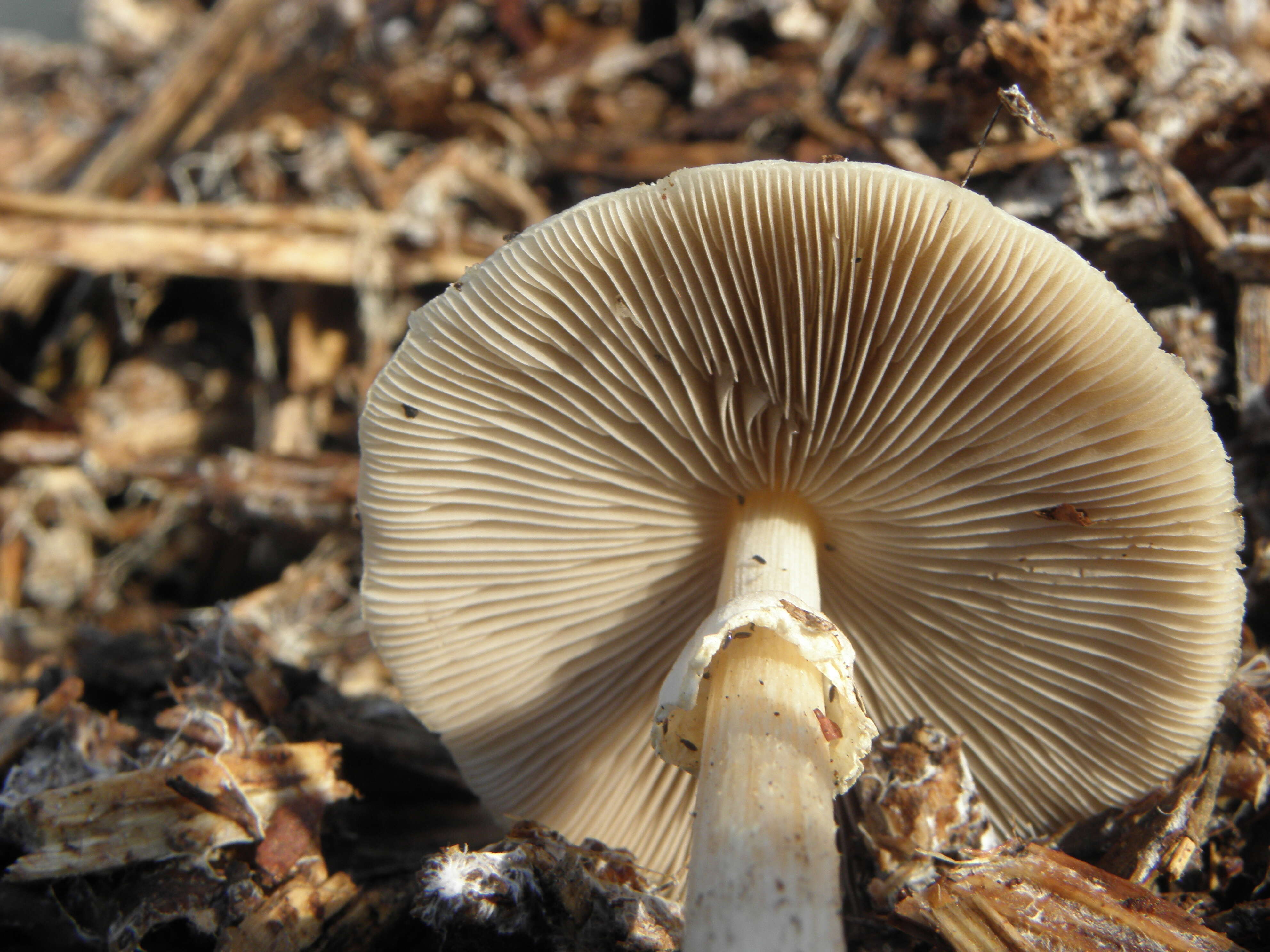 Image of Wrinkled Fieldcap