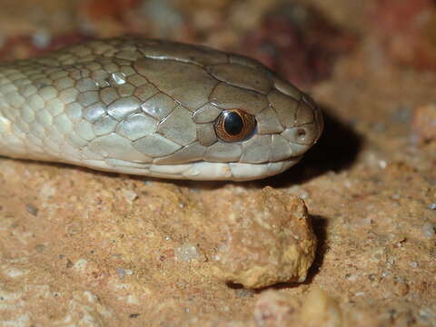 Echiopsis curta (Schlegel 1837) resmi