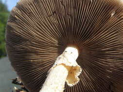 Image of Wrinkled Fieldcap