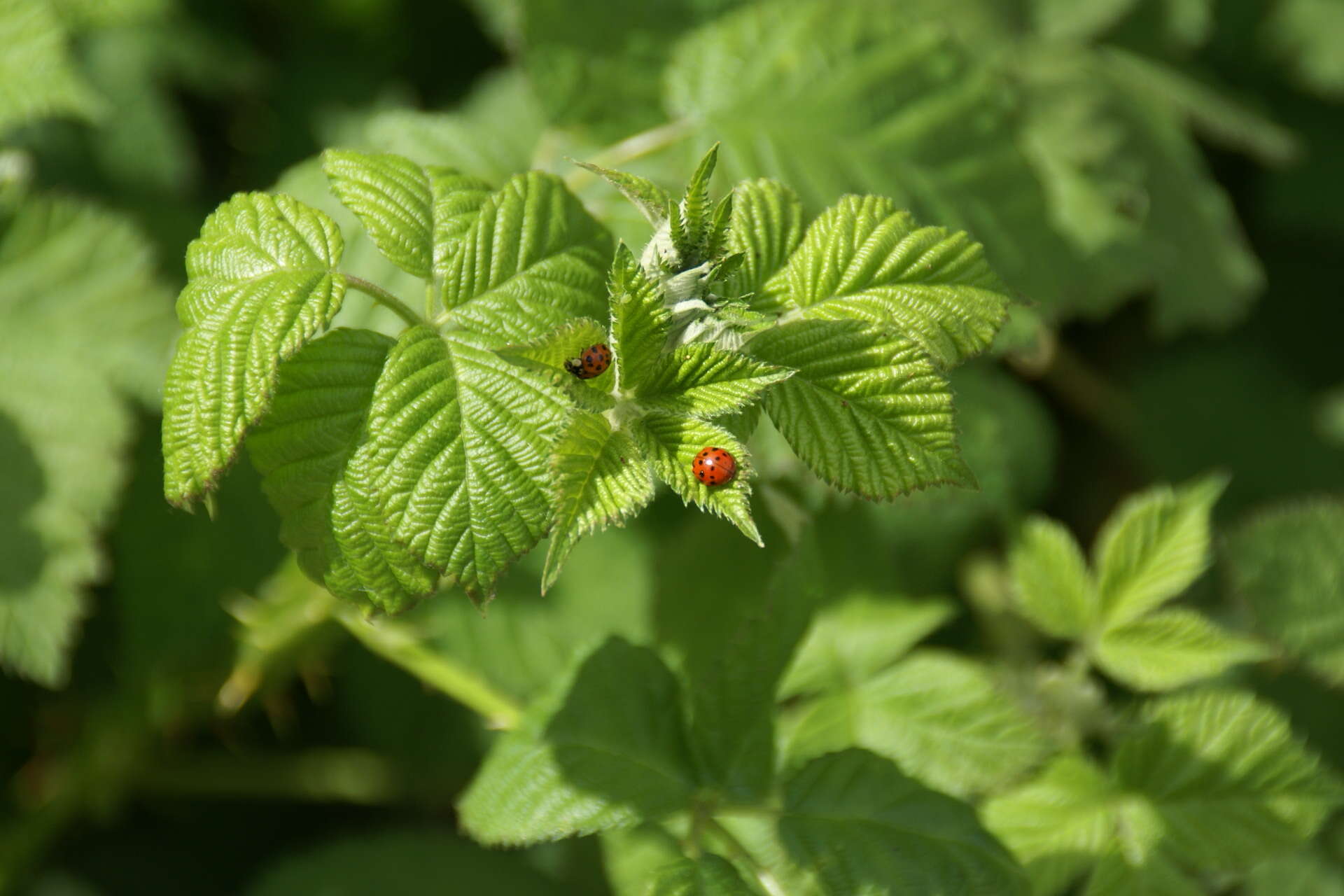 Image of Harmonia axyridis (Pallas 1773)