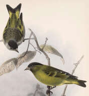 Image of Black-capped Siskin