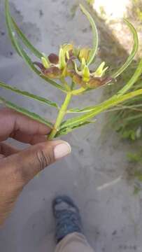 Image of Pachycarpus concolor subsp. arenicola Goyder