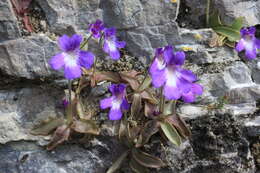 Image of Pinguicula poldinii J. F. Steiger & Casper