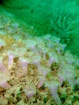 Image of Jewel anemone