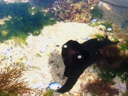 Image of banded sea hare